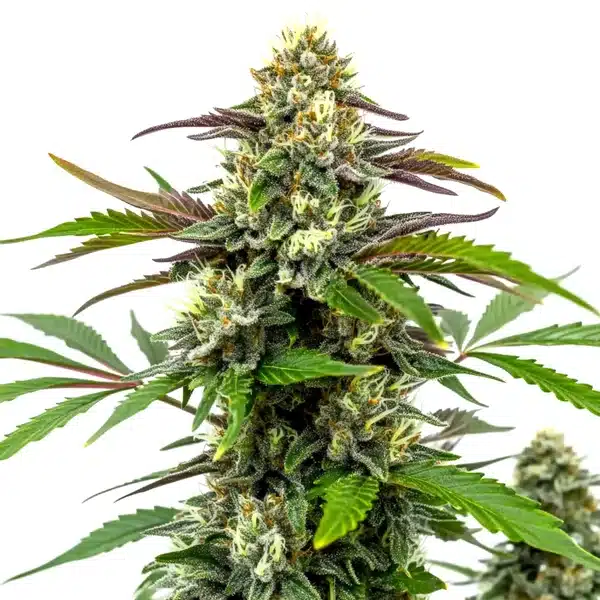 Bubble Gum Sherb cannabis bud with frosty trichomes and purple-green leaves.