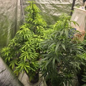 Indoor Bubble Gum cannabis plants growing with a CO2 supplement bag in a reflective grow room.