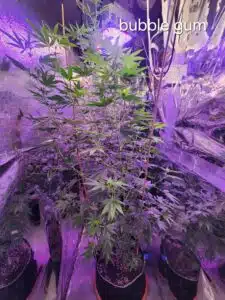 Bubble Gum cannabis plants in the vegetative stage with support stakes under indoor LED grow lights.Bubble Gum cannabis plants in the vegetative stage with support stakes under indoor LED grow lights.