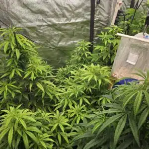Bubble Gum cannabis plants showing early flower development and white pistils in an indoor tent.