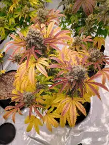 Bubblegum Sherb plant in a fabric pot showing heavy bud production and multi-colored autumn foliage.