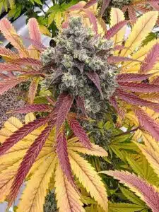 Resinous Bubblegum Sherb cannabis flower with intense purple and yellow leaf coloration.