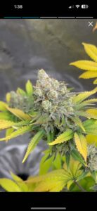 Cafe Racer cannabis flower with heavy trichome production and white pistils in a close-up shot.