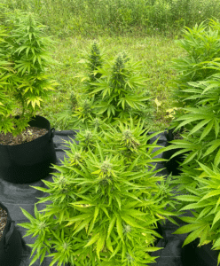 California Dream cannabis plants flowering in black fabric pots in an outdoor garden setting.