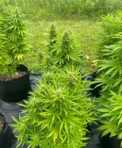 California Dream cannabis plants flowering in black fabric pots in an outdoor garden setting.