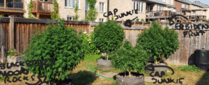Multiple large cannabis plants including Cap Junkie growing in gray fabric pots in an outdoor backyard garden.