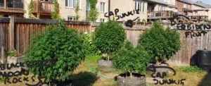 Multiple large cannabis plants including Cap Junkie growing in gray fabric pots in an outdoor backyard garden.
