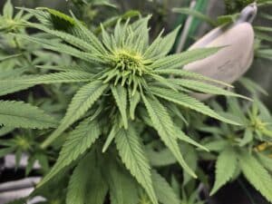 CBD Harle-Tsu cannabis plant showing a fasciated growth tip mutation and lush green foliage.