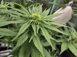 CBD Harle-Tsu cannabis plant showing a fasciated growth tip mutation and lush green foliage.