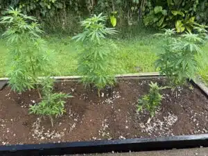 Cindy 99 feminized seeds growing in an outdoor raised bed, showing healthy green fan leaves and initial flower development in natural light.