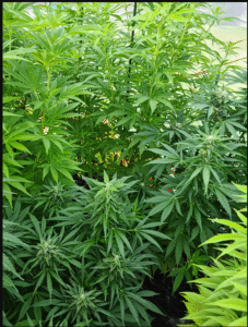 Outdoor cultivation of Do si dos feminized seeds showing a thick canopy of healthy green leaves and developing flower sites.