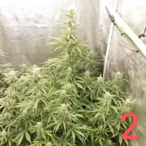 Do si dos feminized seeds indoor grow featuring large, resinous flowering colas with white pistils and sharp green fan leaves.