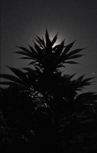 Silhouette of a Sweet Zombie cannabis plant showing its distinct leaf structure and vertical growth against a glowing background.
