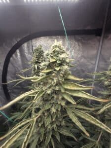 Large Fat Bastard cannabis cola with thick flower structure and white pistils in an indoor grow setup.