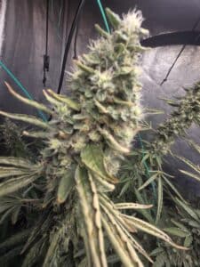 Frosty Fat Bastard cannabis flower showing heavy resin production and light green foliage indoors.