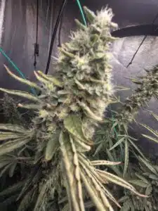Frosty Fat Bastard cannabis flower showing heavy resin production and light green foliage indoors.