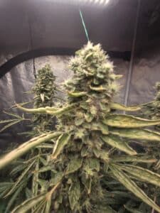 Dense Fat Bastard cannabis bud with numerous white stigmas growing in a controlled indoor environment.