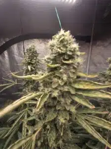 Dense Fat Bastard cannabis bud with numerous white stigmas growing in a controlled indoor environment.