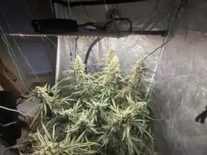 Fat Bastard cannabis plant in full bloom with multiple colas supported by ties in a reflective grow room.