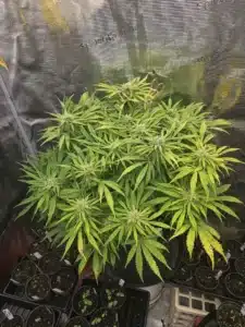 Fat Bastard feminized seeds grow gallery showing a mature green cannabis plant with developing flowers and yellowing fan leaves.