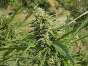 Fat Bastard feminized seeds outdoor grow showing a tall flowering plant with elongated colas and serrated green leaves.