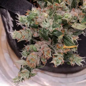 Macro view of Fat Bastard feminized seeds flower showing resinous trichome coverage and dense floral structure.