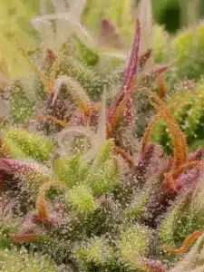Fat Bastard feminized seeds grow gallery macro shot displaying purple hues, orange hairs, and resinous trichomes on the flower.