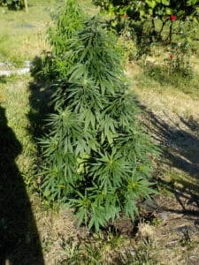 Top view of a Fat Bastard feminized seeds plant in vegetative growth stage outdoors on a sunny day.