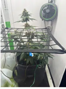 Indoor Fat Bastard feminized seeds cultivation using a black trellis net to support flowering branches in a grow tent.