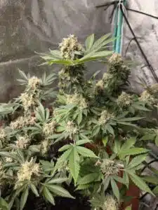 Fat Bastard feminized seeds grow gallery with a flowering cannabis plant showcasing large, resin-covered colas and healthy foliage.