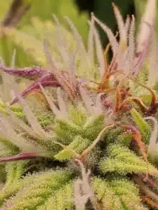 Fat Bastard feminized seeds grow gallery close-up of cannabis stigmas and resin glands covering the green and purple bud structure.