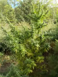 Detailed close-up of a Fat Bastard feminized seeds bud with visible orange hairs and frosted resin glands.