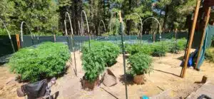 Forbidden Fruit feminized seeds growing in a professional outdoor garden with large sun-grown cannabis bushes and protective fencing.