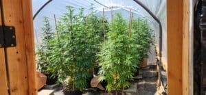 Forbidden Fruit feminized seeds growing in a greenhouse setting with fabric pots and bamboo supports for healthy vegetative growth.