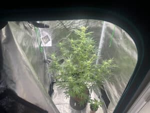 Forbidden Runtz autoflower seeds growing indoors in a reflective tent, showing multiple budding sites and healthy green foliage.