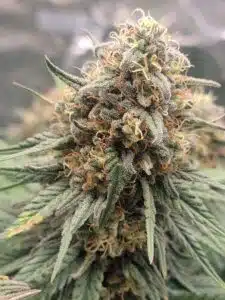 Macro view of a Future #1 cannabis flower with heavy resin frosting and vibrant orange hairs.