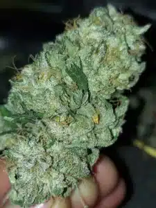 Future 1 feminized seeds grow gallery macro shot of a resinous green cannabis bud with visible trichome layers.