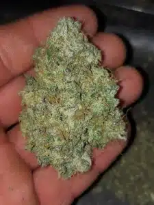 Future 1 feminized seeds grow gallery showing a trimmed green flower bud with amber hairs resting on a hand.