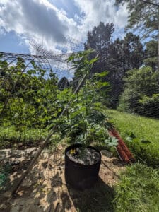 Outdoor Future feminized seeds plant growing in a fabric pot, showing a tall central stem and healthy green foliage.