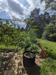 Outdoor Future feminized seeds plant growing in a fabric pot, showing a tall central stem and healthy green foliage.