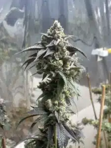 Future 1 feminized seeds grow gallery featuring a large mature cannabis cola covered in white resin within an indoor setup.