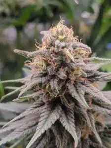 Frosty Future #1 cannabis bud with thick resin coverage and emerging orange stigmas.