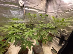 Future feminized seeds in vegetative stage growing indoors with multiple healthy green plants in a reflective tent.