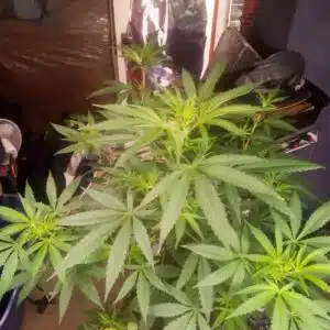 Healthy Future 1 cannabis plant with vibrant green leaves during the vegetative growth phase.