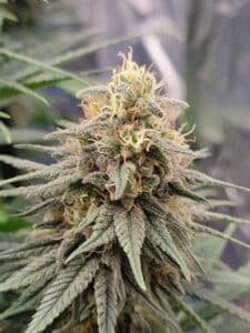 Top view of a resin-rich Future #1 cannabis cola during the final stages of flowering.