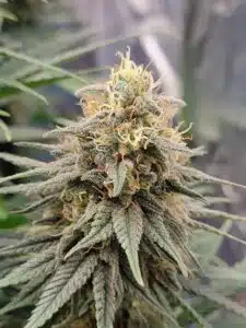 Top view of a resin-rich Future #1 cannabis cola during the final stages of flowering.