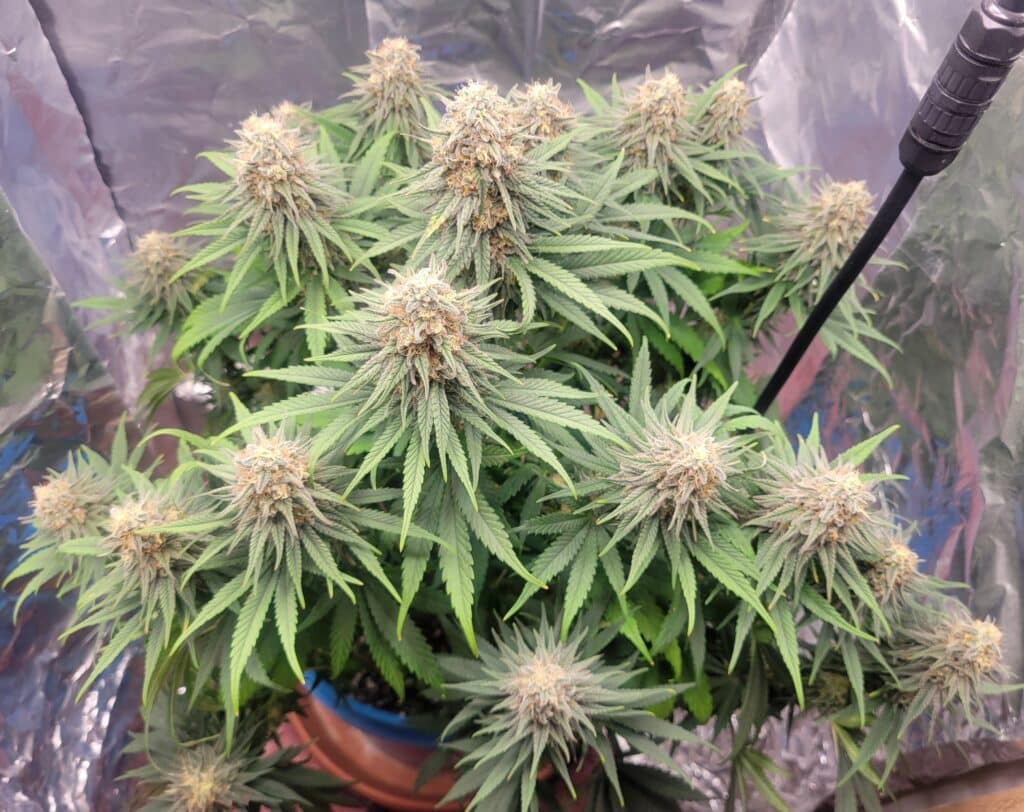 Flowering Future #1 cannabis plant with numerous dense colas in an indoor cultivation setup.