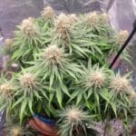 Flowering Future #1 cannabis plant with numerous dense colas in an indoor cultivation setup.