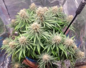 Flowering Future #1 cannabis plant with numerous dense colas in an indoor cultivation setup.