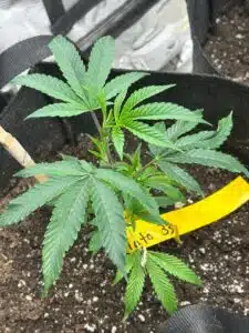 Young Gelato 33 feminized seeds cannabis plant in a black fabric pot with a yellow identification tag in the soil.